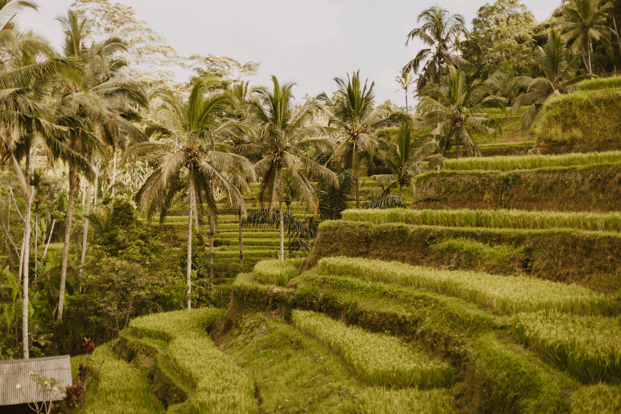 Travel Collections for Eloping in Bali, by traveling Wedding + Elopement Photographer Katie Bertagnolli, based in Alabama and traveling worldwide to places like Europe, Hawaii, Alaska, Asia, and the Caribbean to photograph couples who are engaged, getting married, eloping, or just want pictures for themselves.