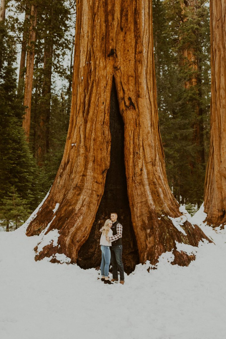 Sequoia National Park Photo Session - Wedding + Elopement Photographer